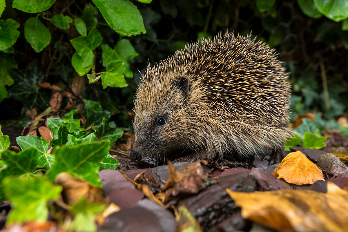 Hedgehog