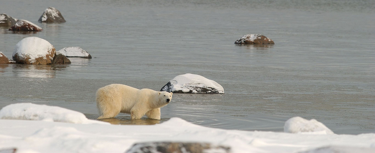 Polar Bear